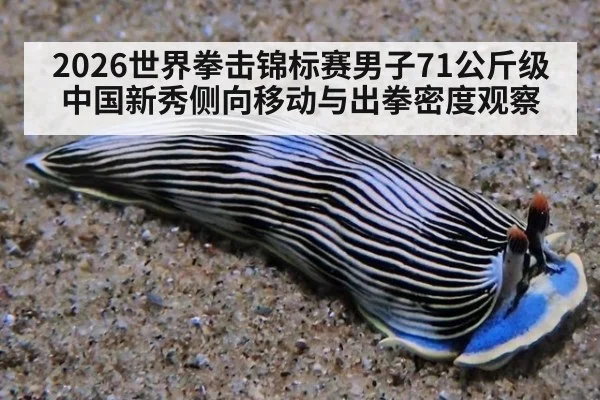 2026世界拳击锦标赛男子71公斤级中国新秀侧向移动与出拳密度观察